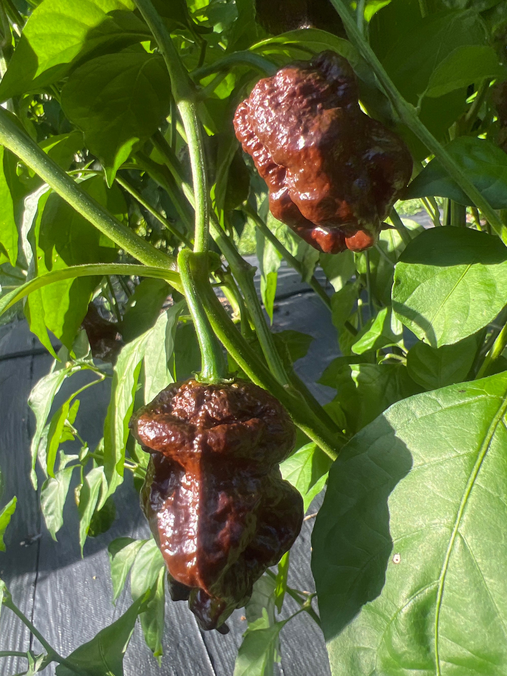 Fresh Chocolate Bubblegum Frankenstein Cross  Peppers (5-Pack)