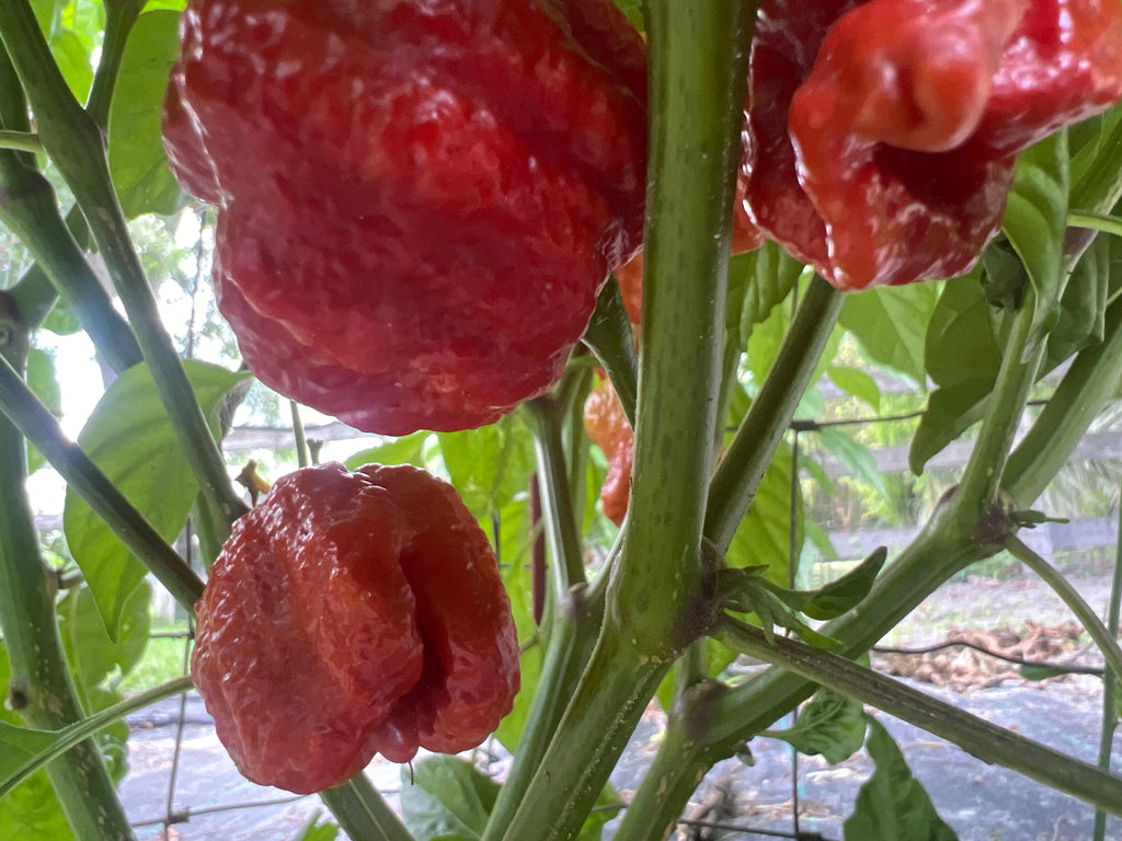 Fresh 7 Pot Defcon  Peppers (5-Pack)