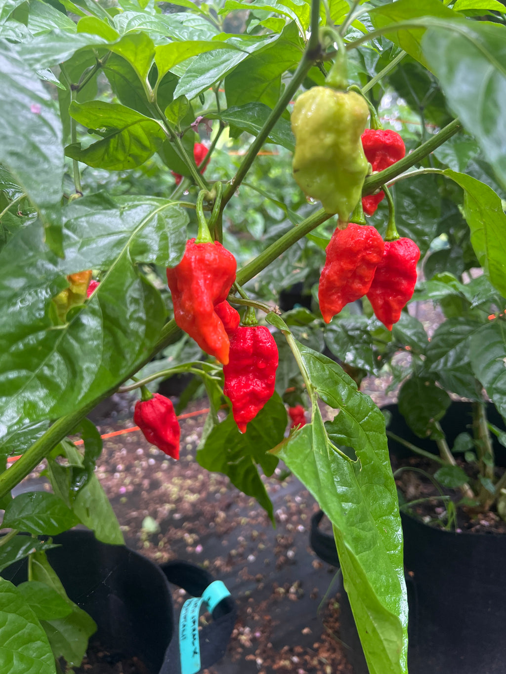 Fresh Death Spiral x Primotalii Peppers (5-Pack)