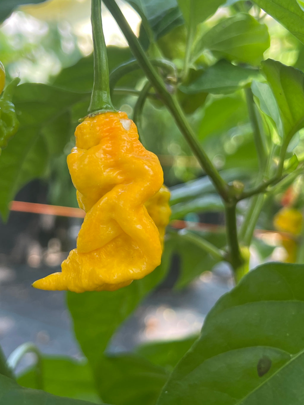 Fresh Peach Primotalii Peppers (5-Pack)