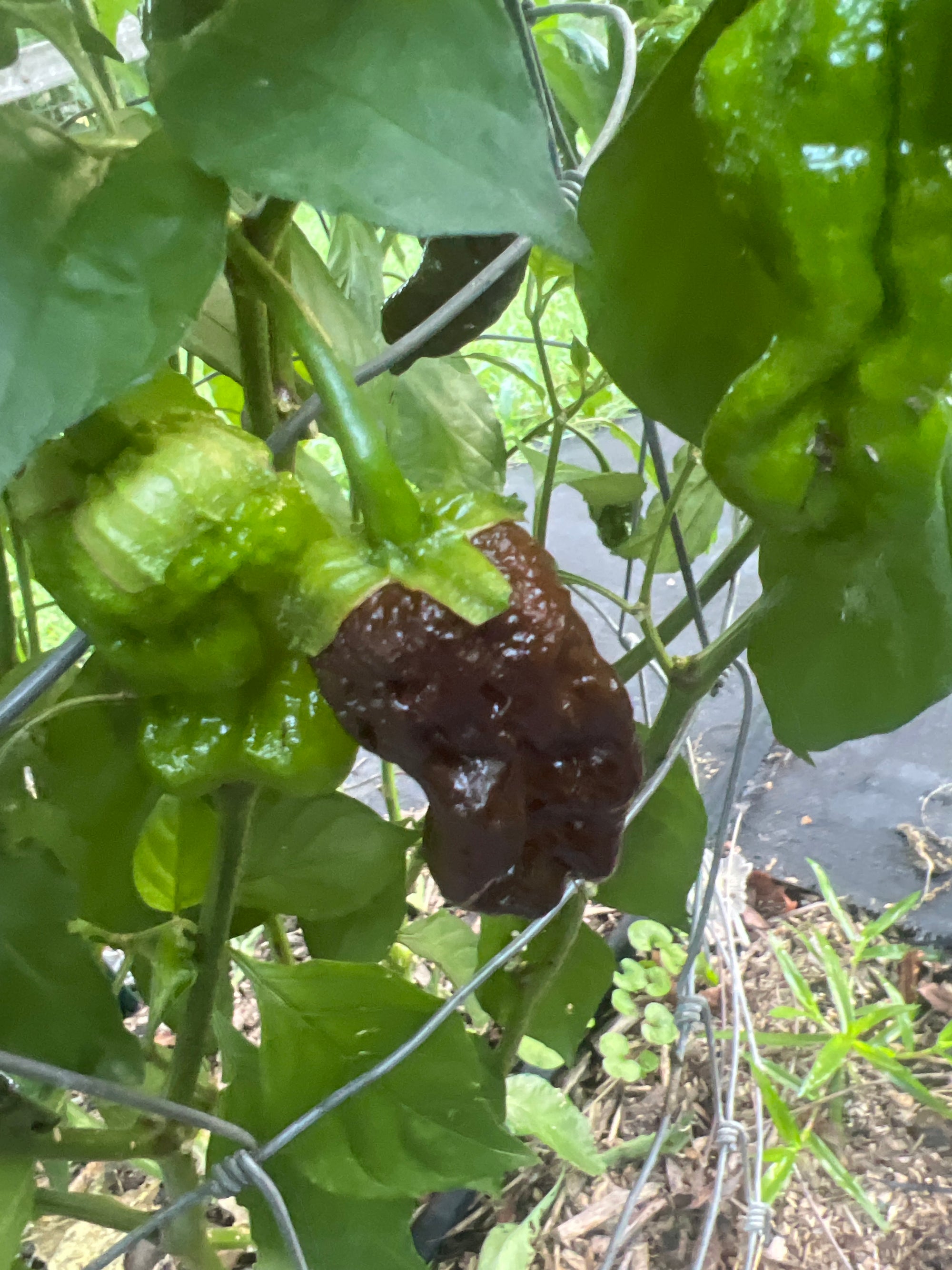 Fresh Chocolate Bubblegum Frankenstein  Peppers (5-Pack)
