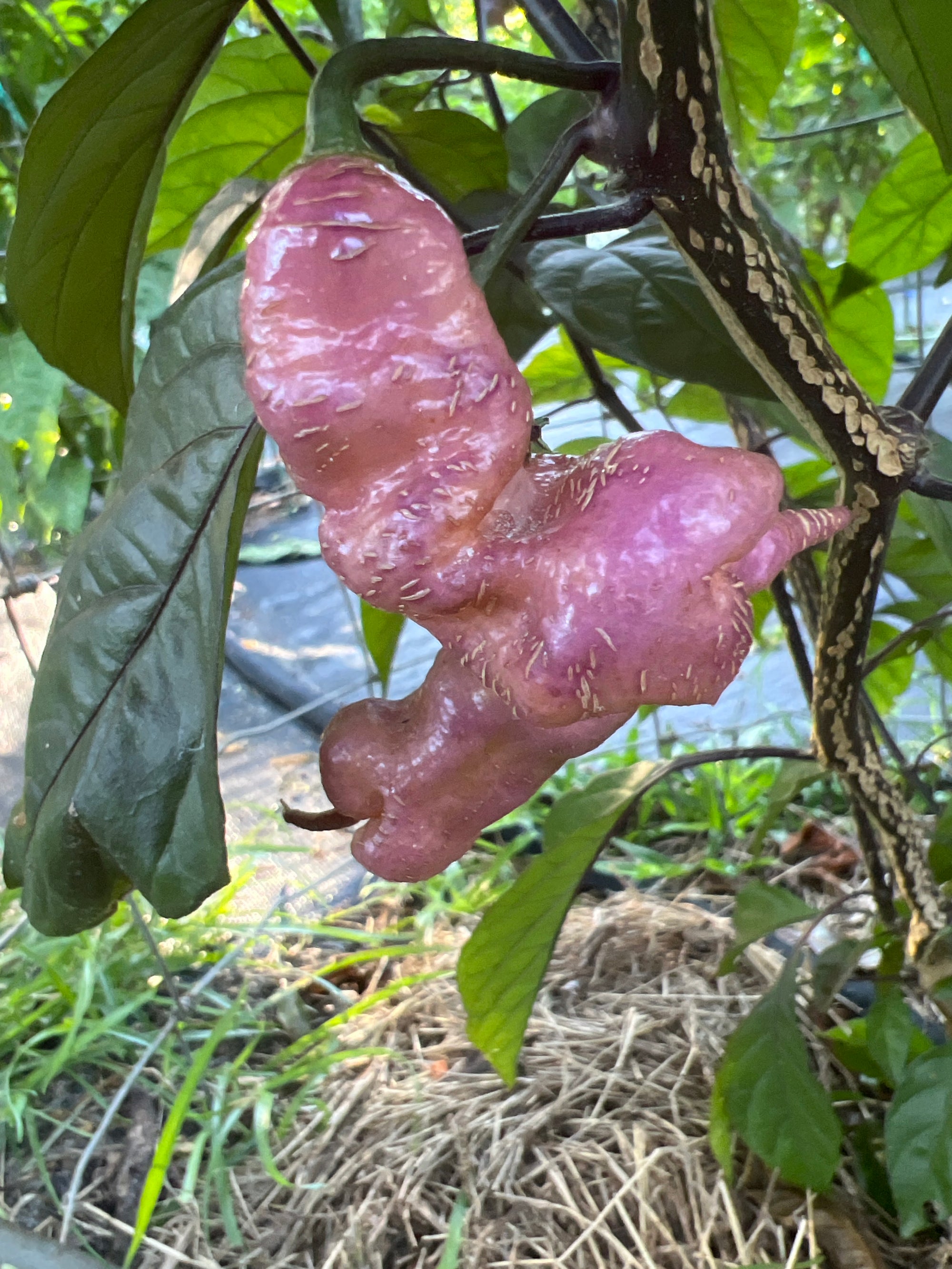 Fresh Jay’s Pink Peppers (5-Pack)