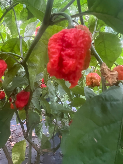 Fresh 7 Pot Primo (5-Pack)