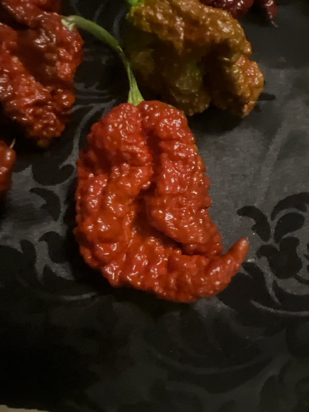 Fresh Bizmark Pepper (5-Pack)