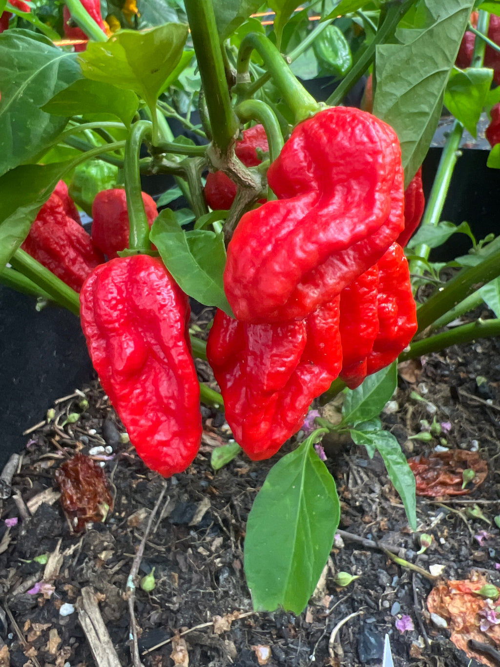 Fresh Red Choclate Amnesia Peppers (5-Pack)