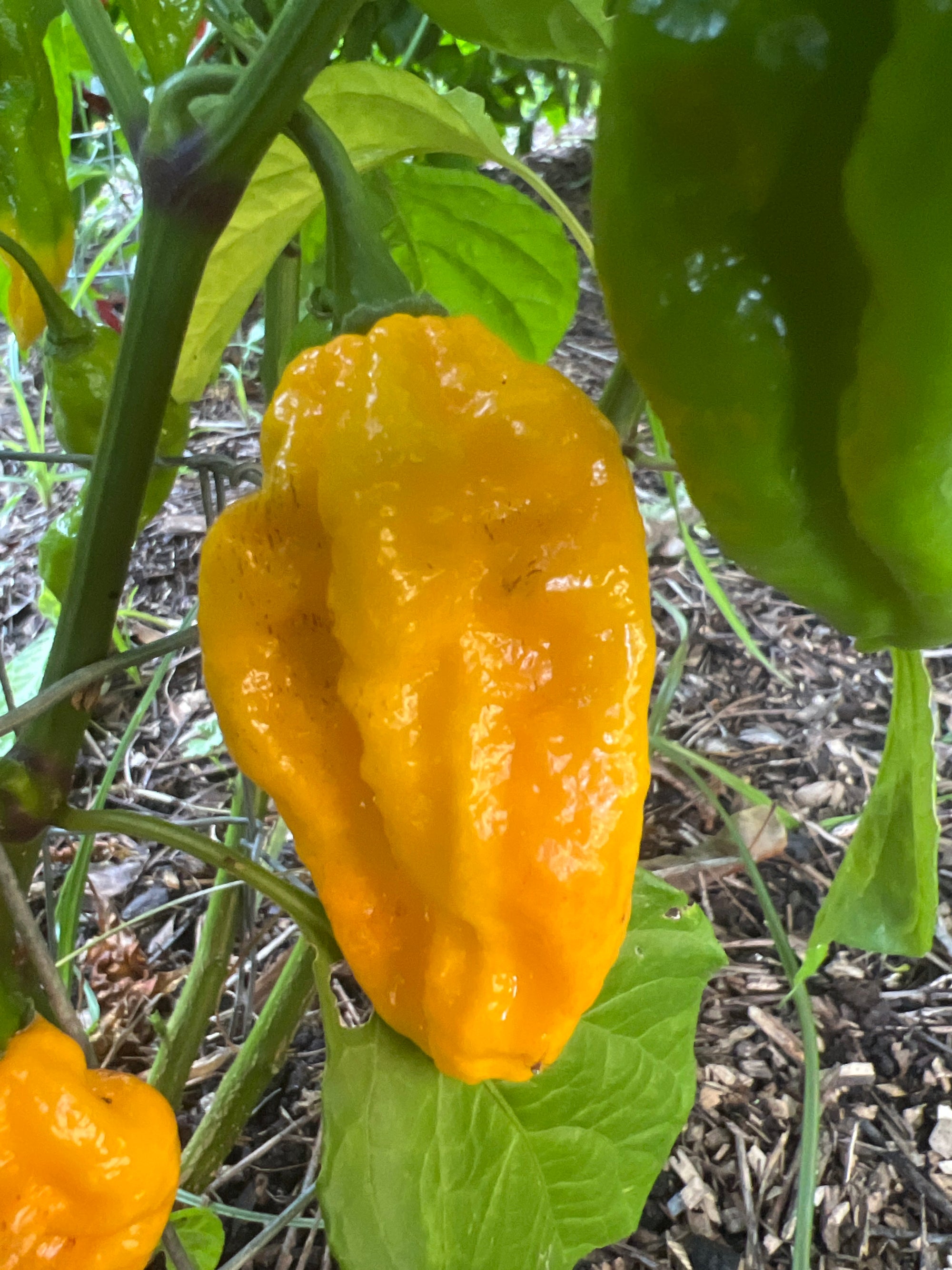 Fresh Yellow to Red Fatalii Peppers (5-Pack)
