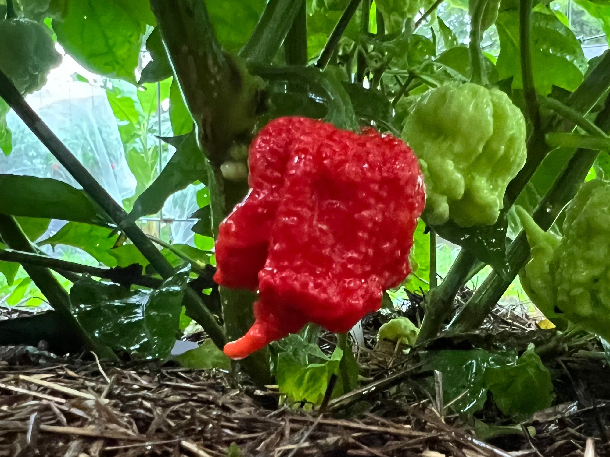 Fresh Beast Peppers (5-Pack)
