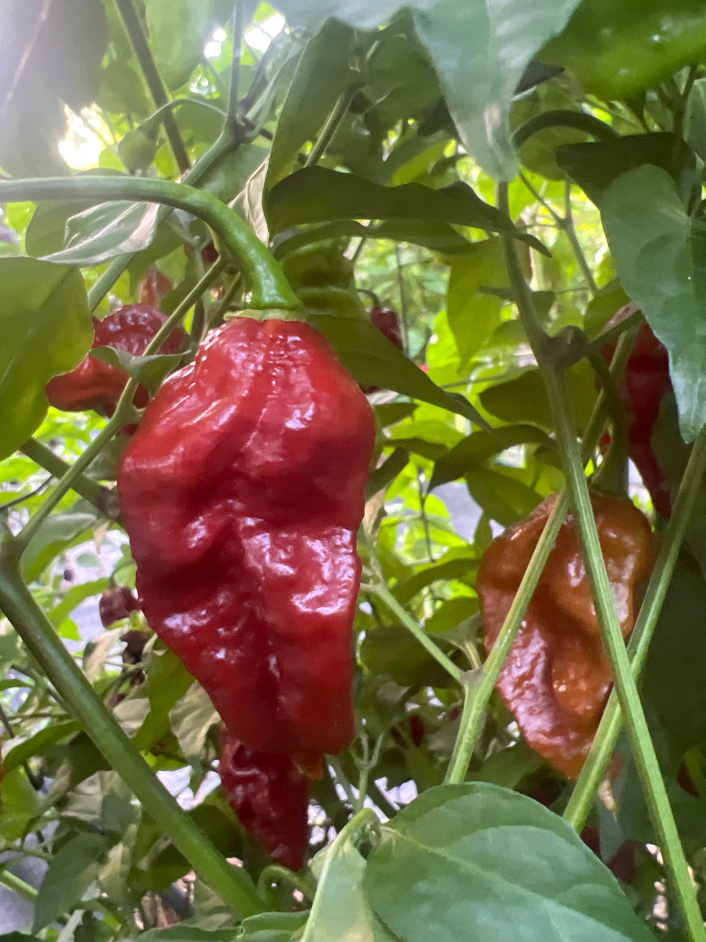Fresh Choclate Amnesia Peppers (5-Pack)