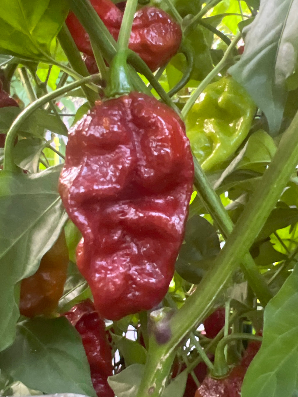 Fresh Choclate Amnesia Peppers (5-Pack)
