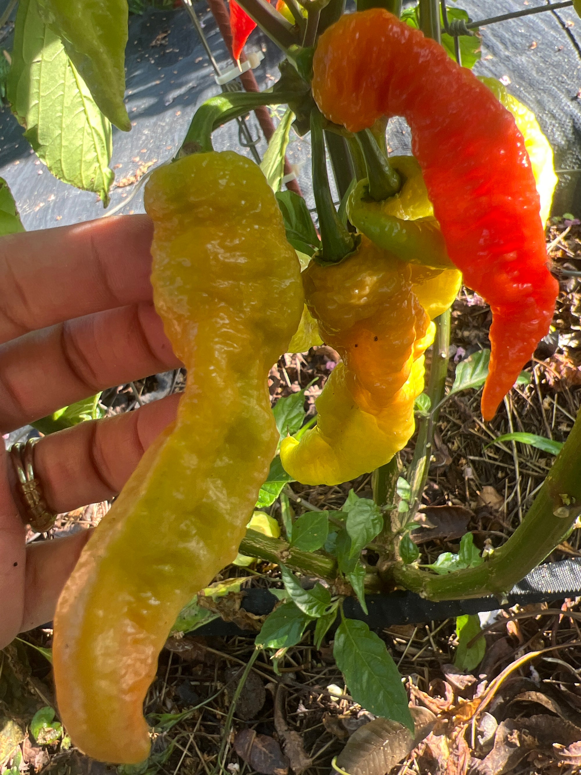 Fresh Breadwinner Pepper (5-Pack)