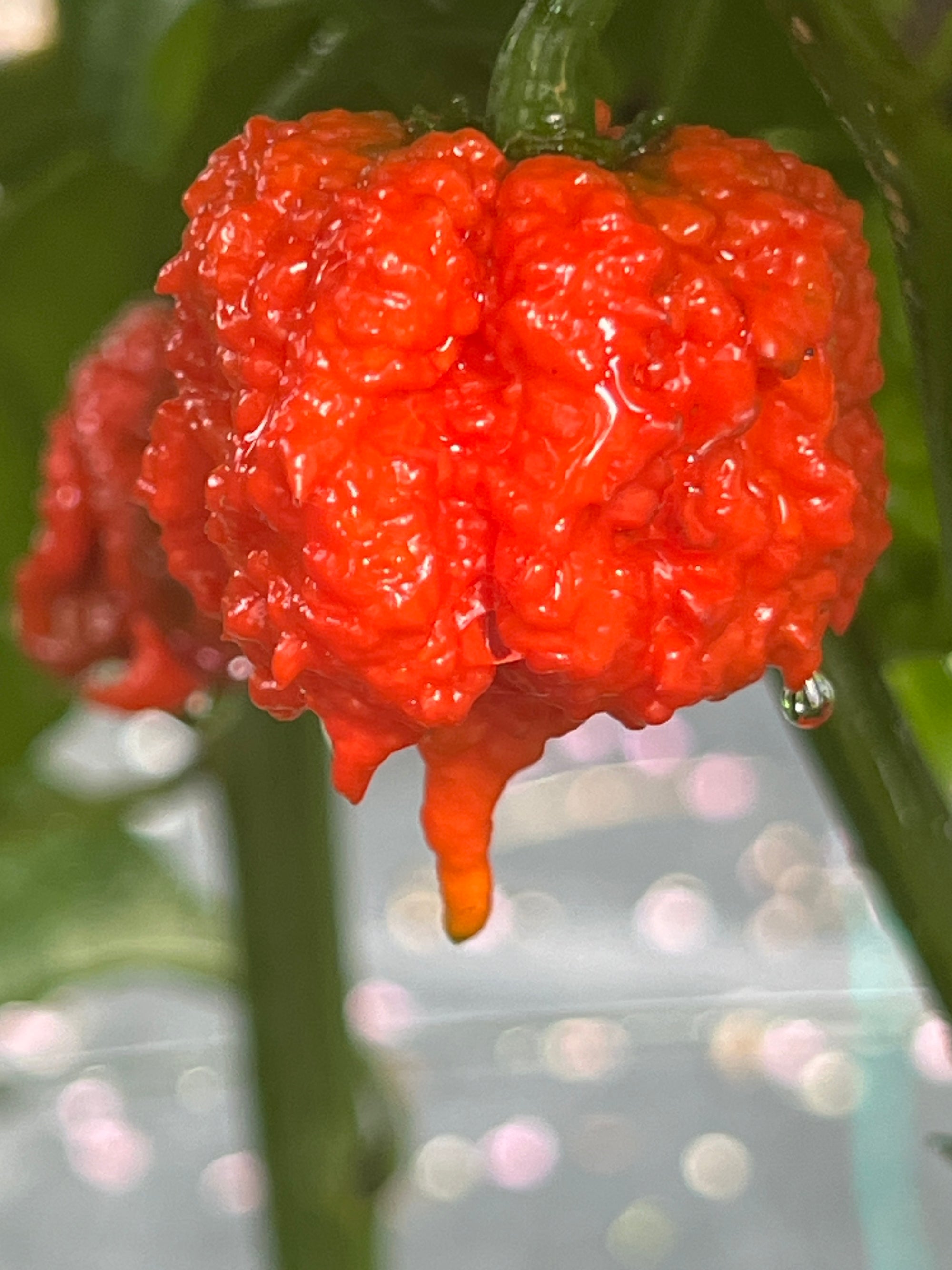 Fresh Ragnarock Peppers (5-Pack)