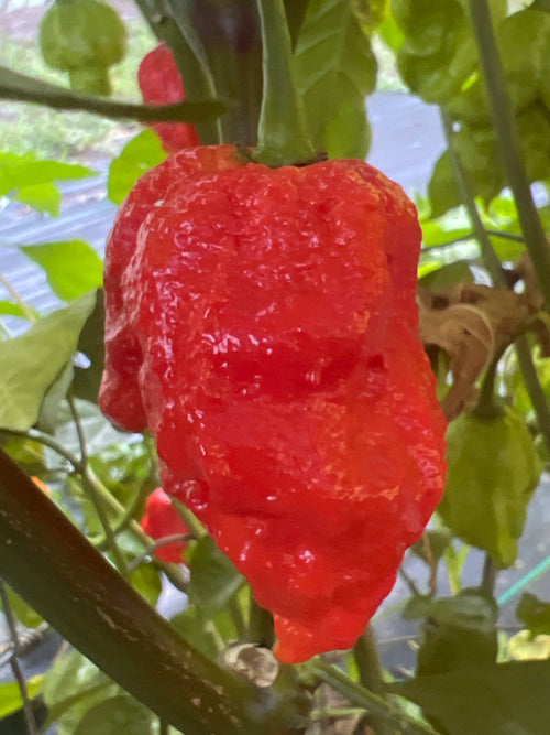Fresh Apocalypse Scorpion Pepper (5-Pack)