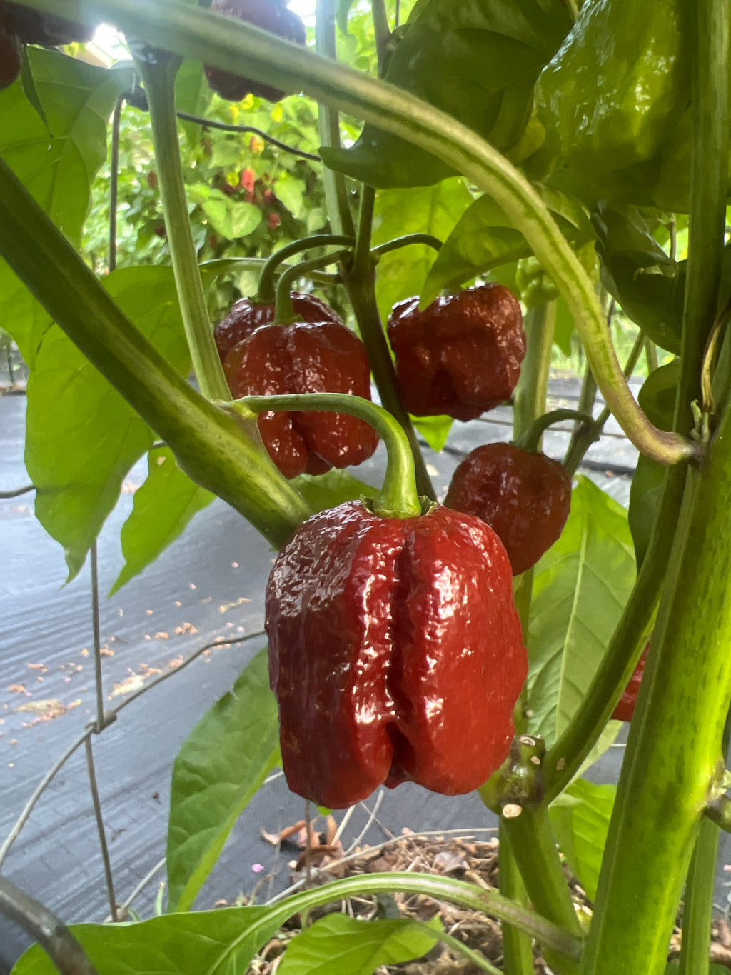 Fresh Chocolate Maruga Peppers (5-Pack)