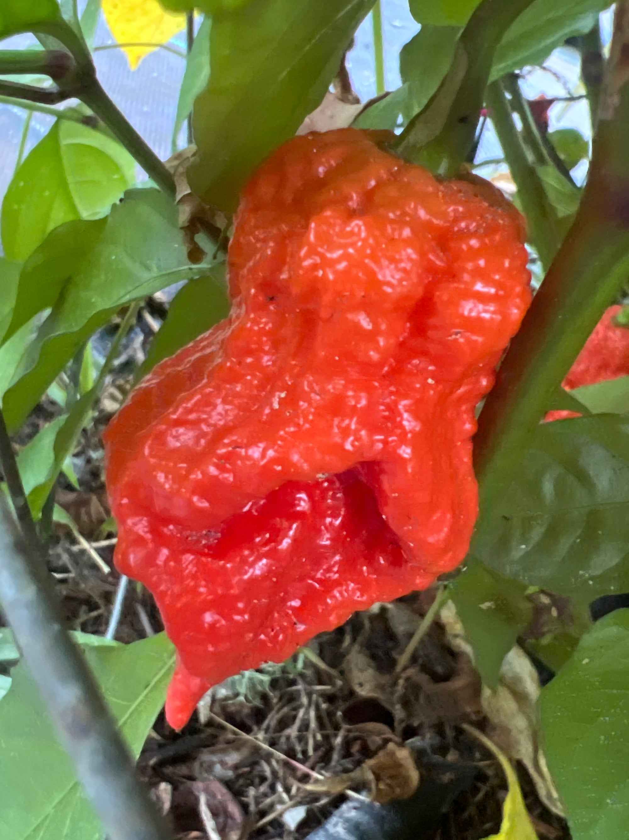 Fresh Jumbo Reaper (5-Pack)