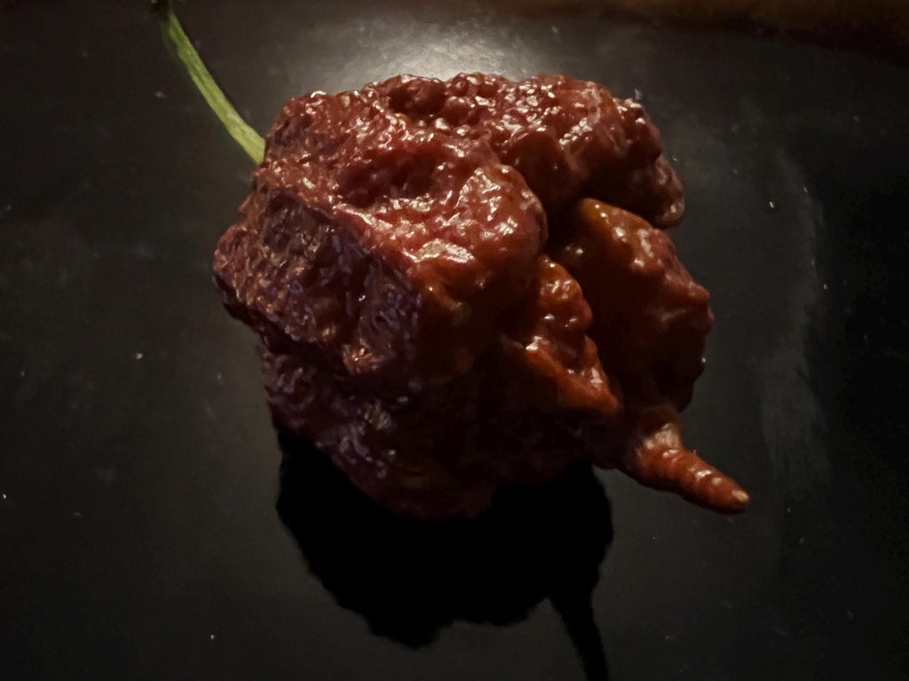 Fresh Chocolate Reapers (5-Pack)