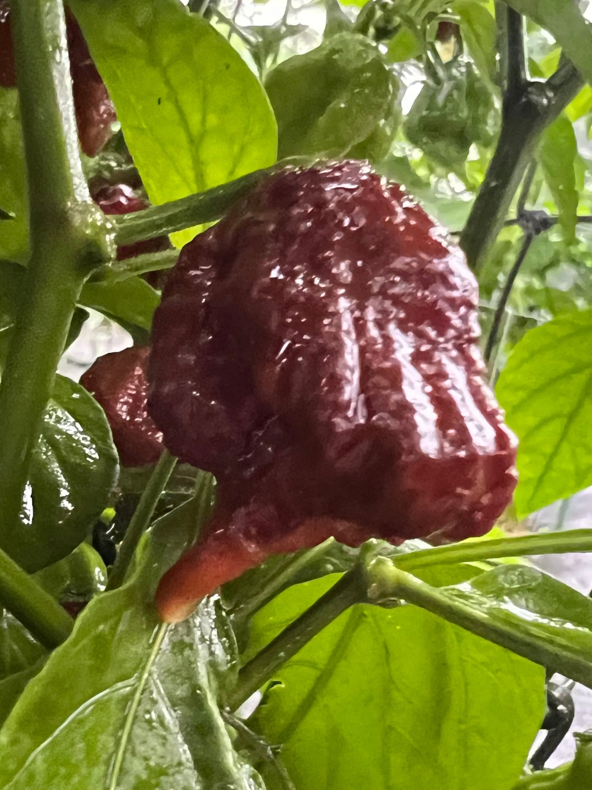 Fresh Chocolate Reapers (5-Pack)