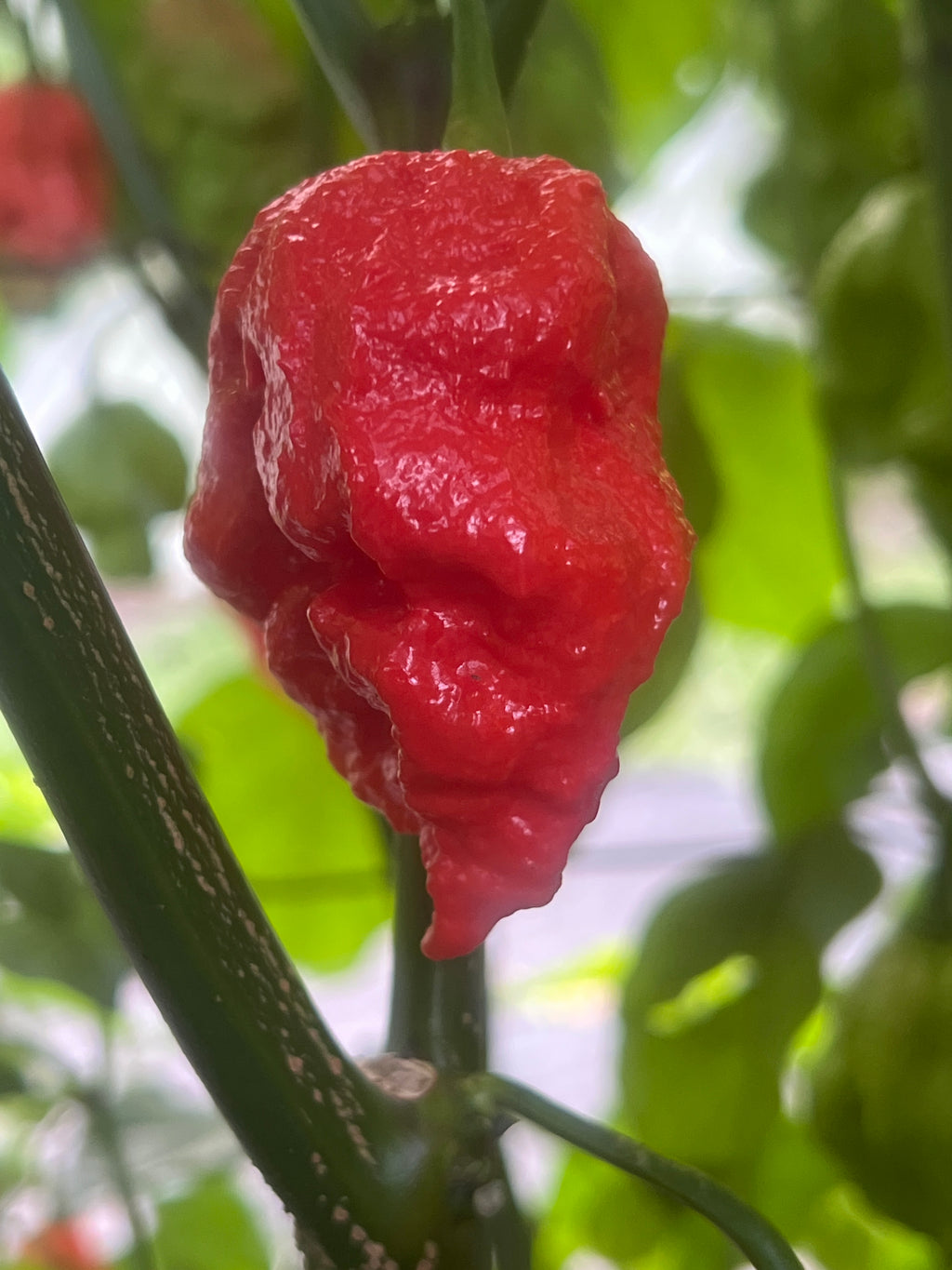 Fresh Apocalypse Scorpion Pepper (5-Pack)