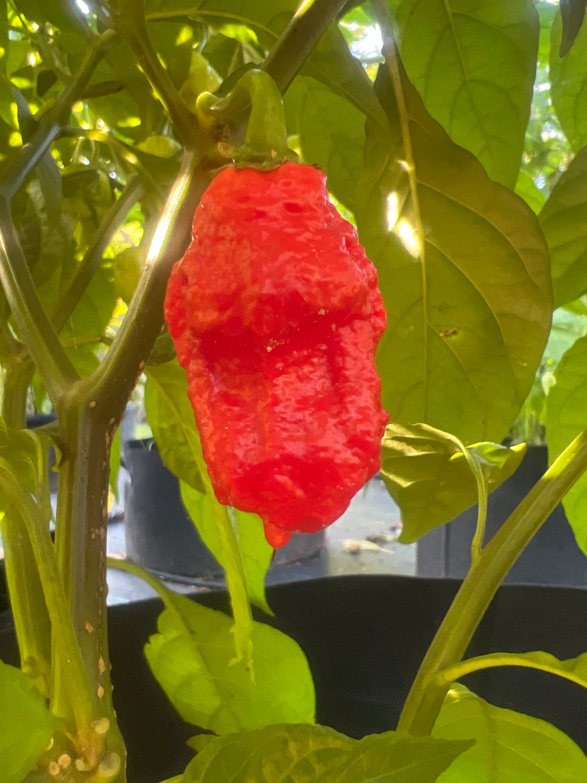 Fresh Logan’s Carnage Peppers (5-Pack)