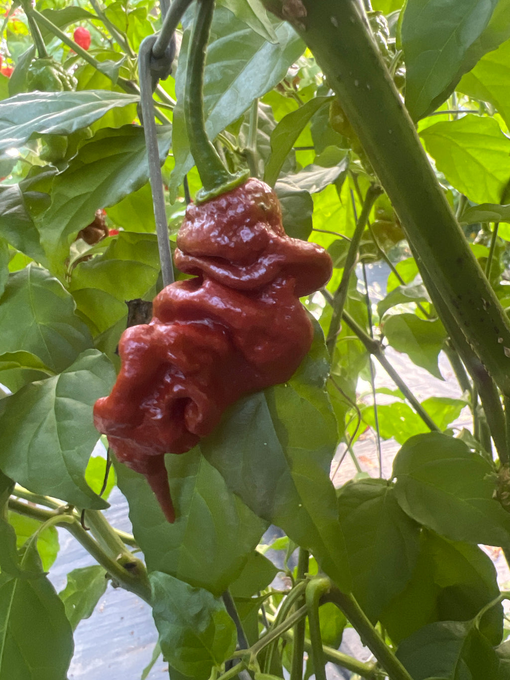 Fresh Chocolate Primotalii Peppers (5-Pack)