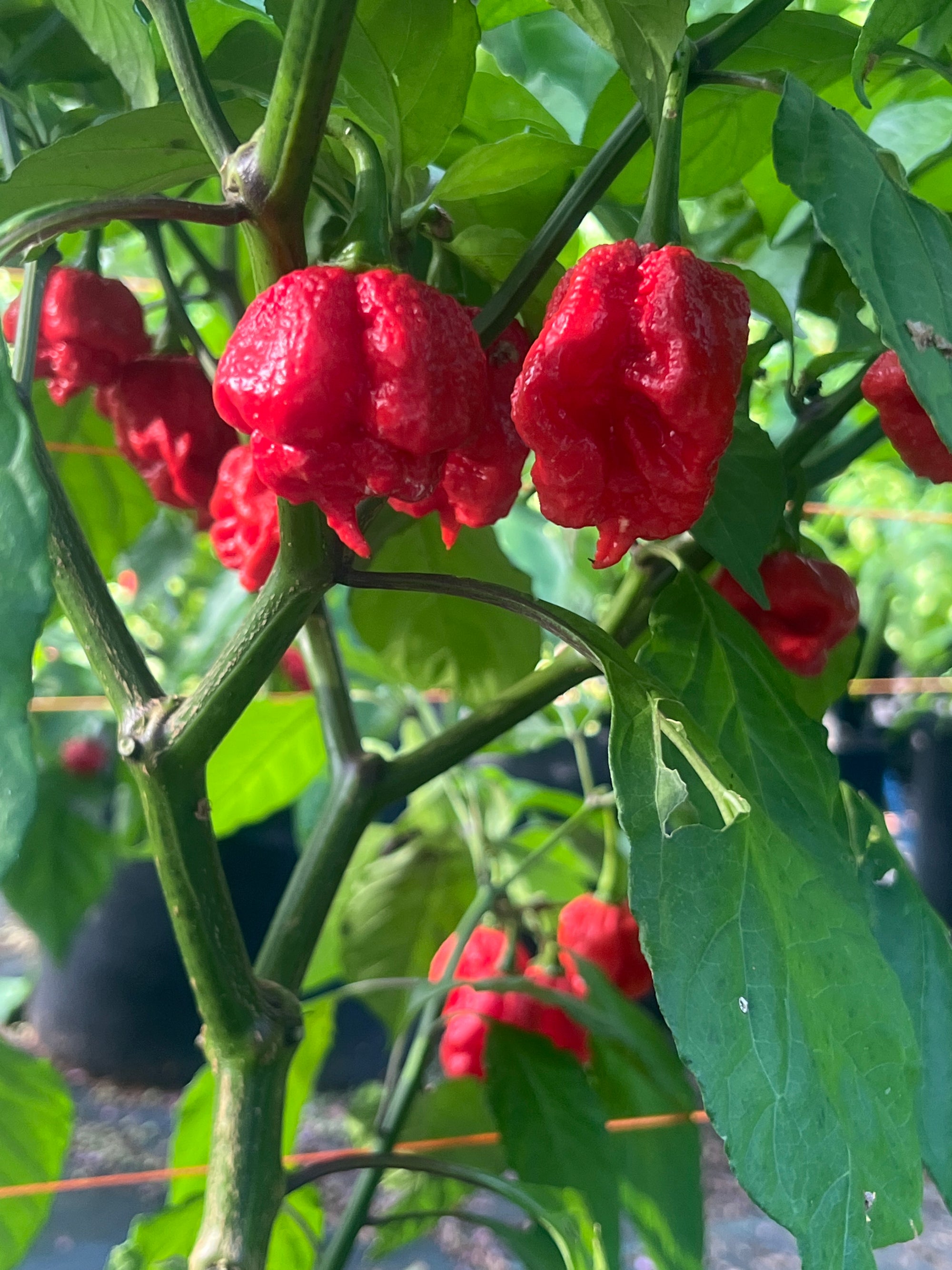 Fresh Red Chocolate Bubblegum Frankenstein Cross Peppers (5-Pack)