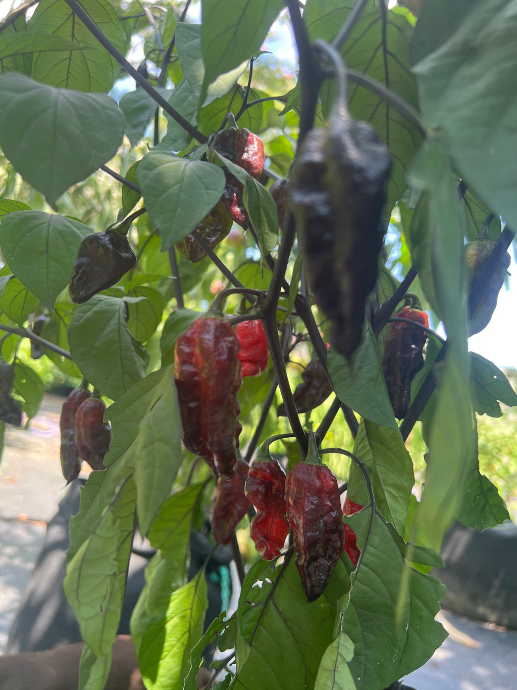 Fresh Bubblegum Black Armageddon Peppers (5-Pack)
