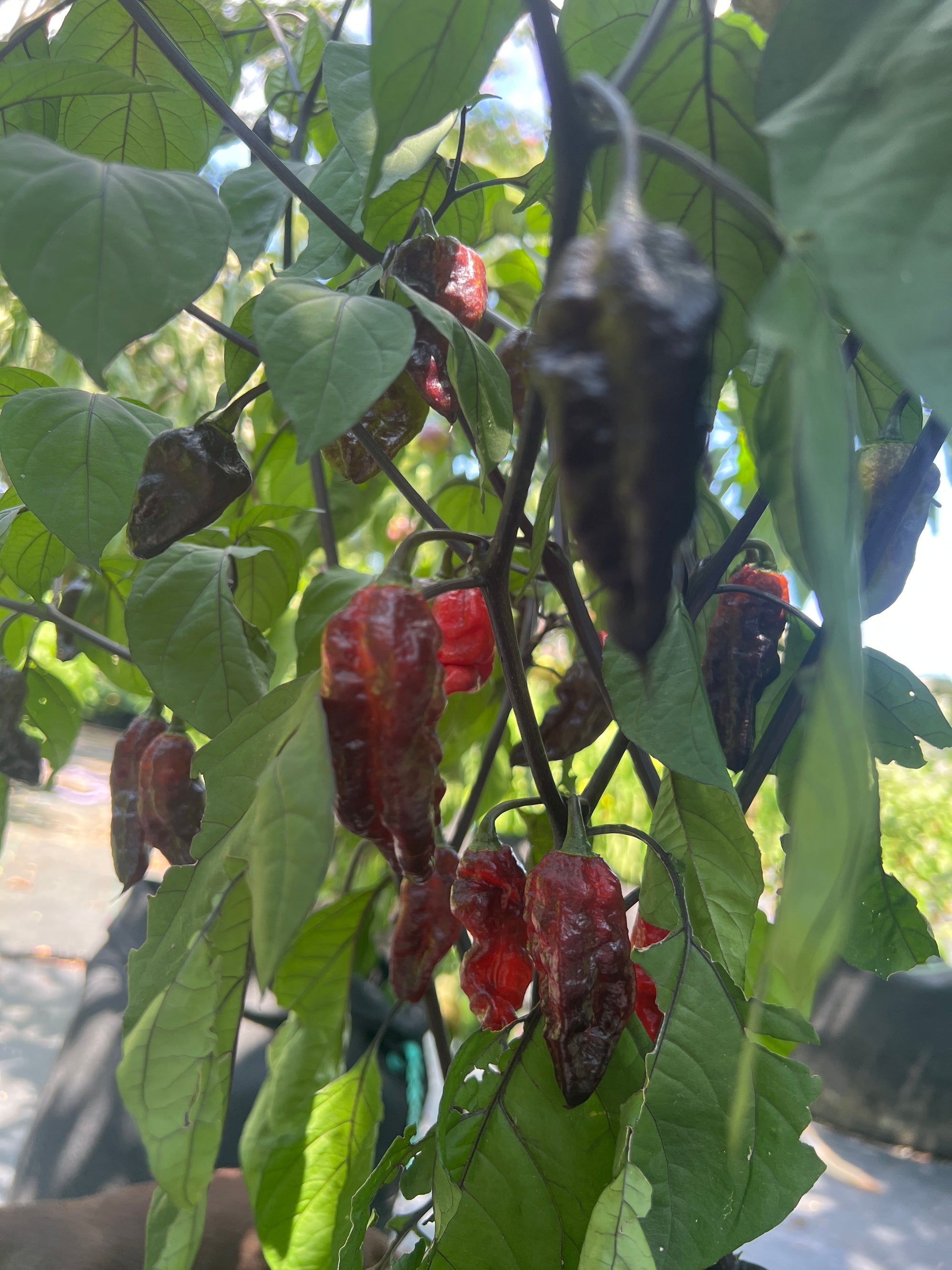 Fresh Bubblegum Black Armageddon Peppers (5-Pack)