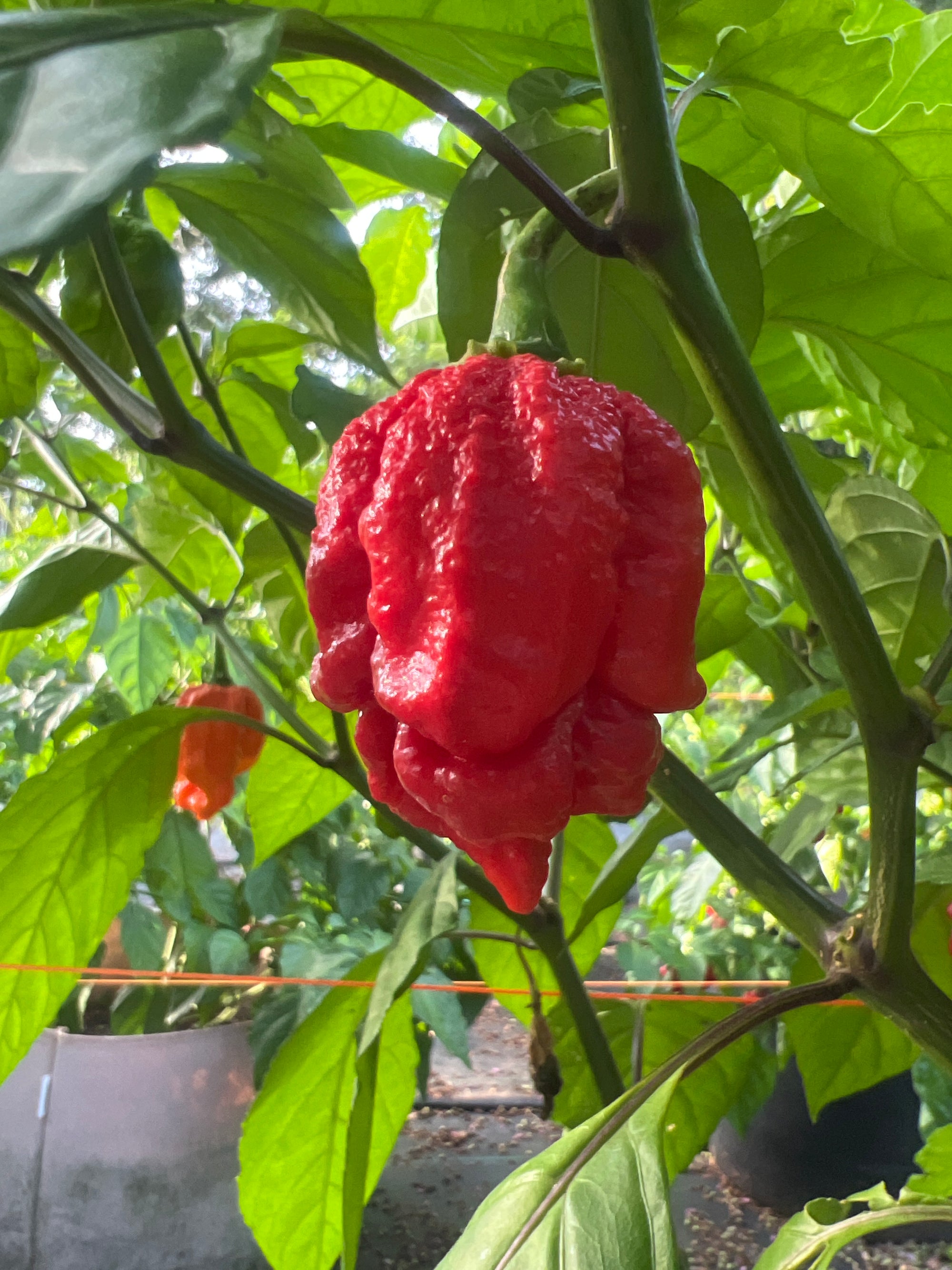Fresh Red Chocolate Bubblegum Frankenstein Cross Peppers (5-Pack)