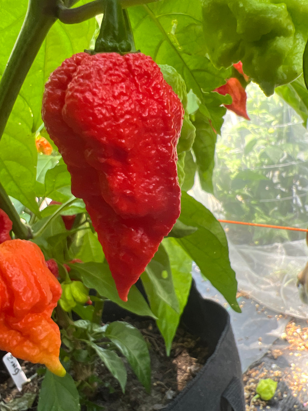 Fresh Zing Pepper (5-Pack)