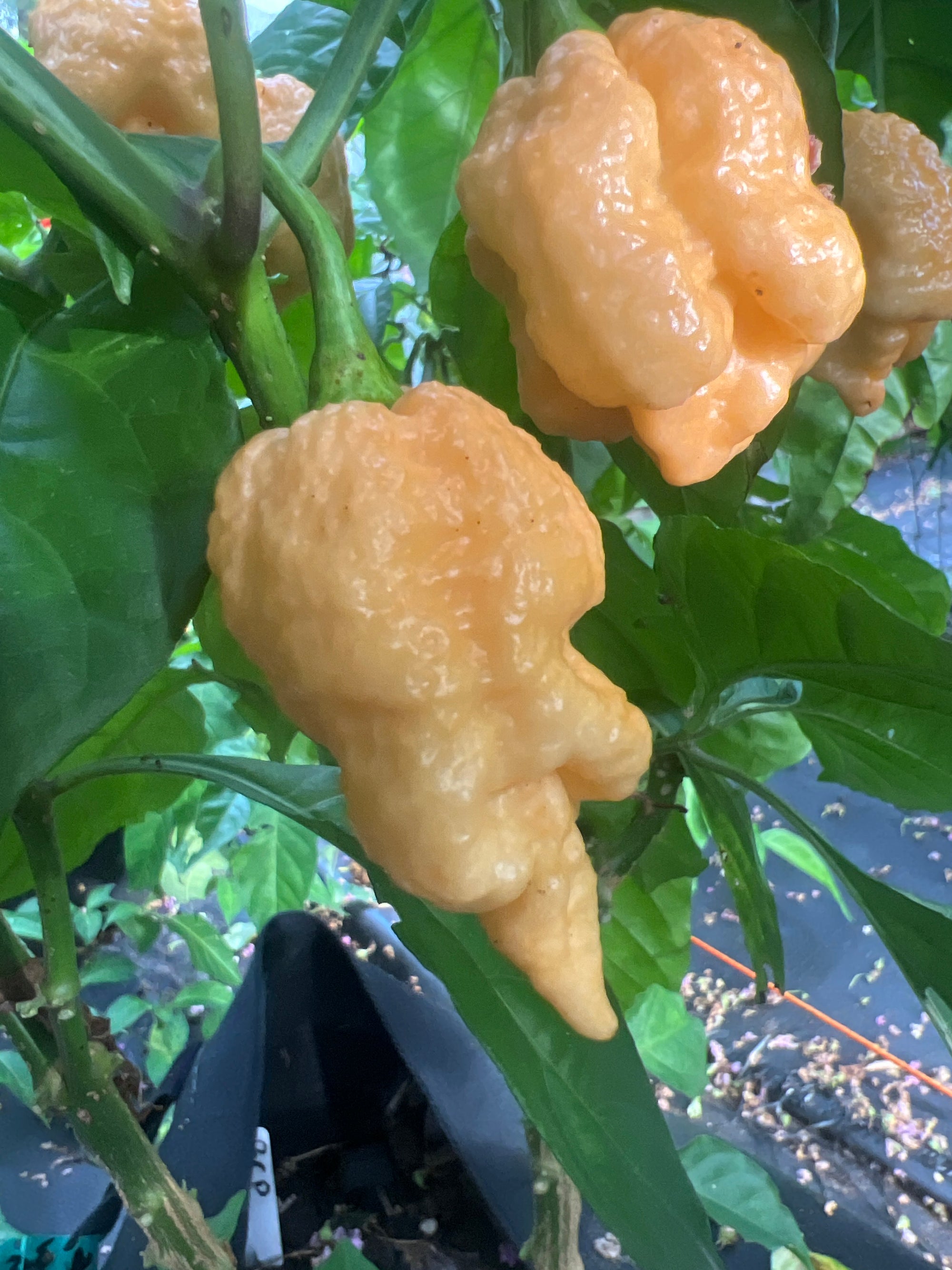 Fresh Brain Collapse Peach Peppers (5-Pack)
