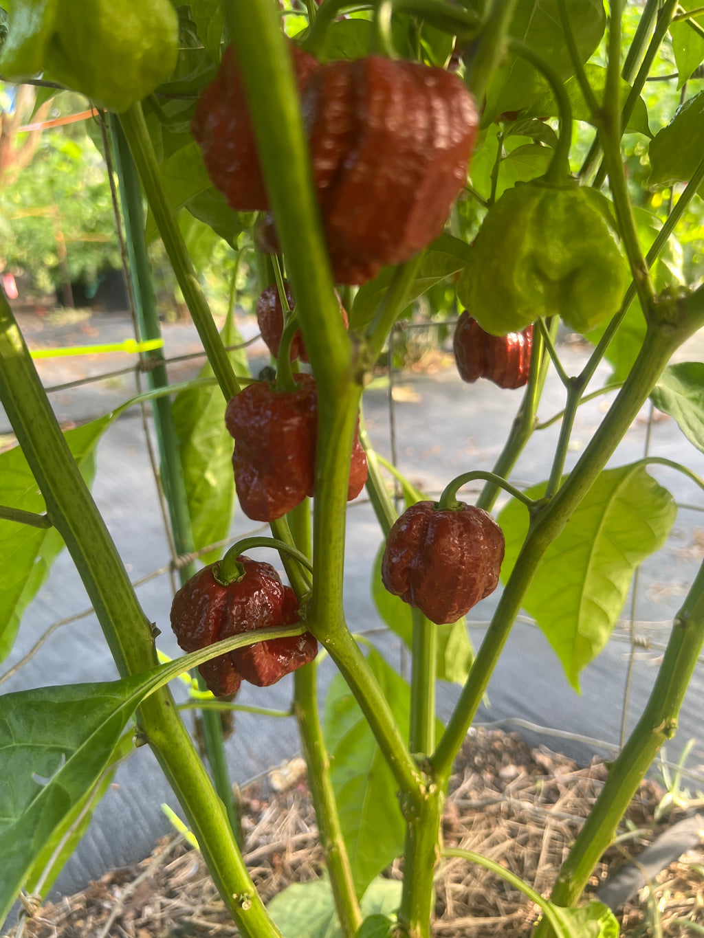 Fresh Chocolate Maruga Peppers (5-Pack)