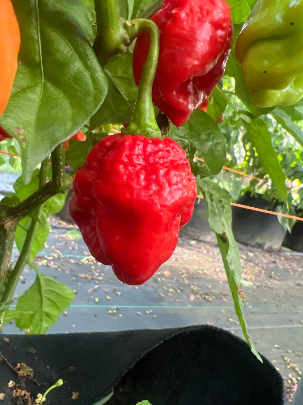 Fresh Hell Bender Peppers (5-Pack)