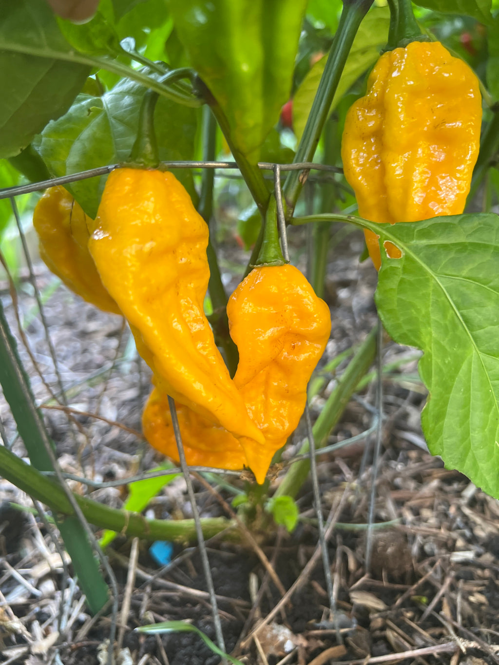 Fresh Yellow to Red Fatalii Peppers (5-Pack)