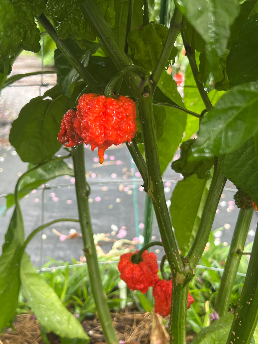 Fresh Ragnarock Peppers (5-Pack)