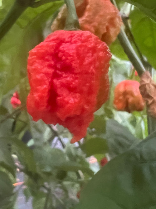 Fresh 7 Pot Primo (5-Pack)
