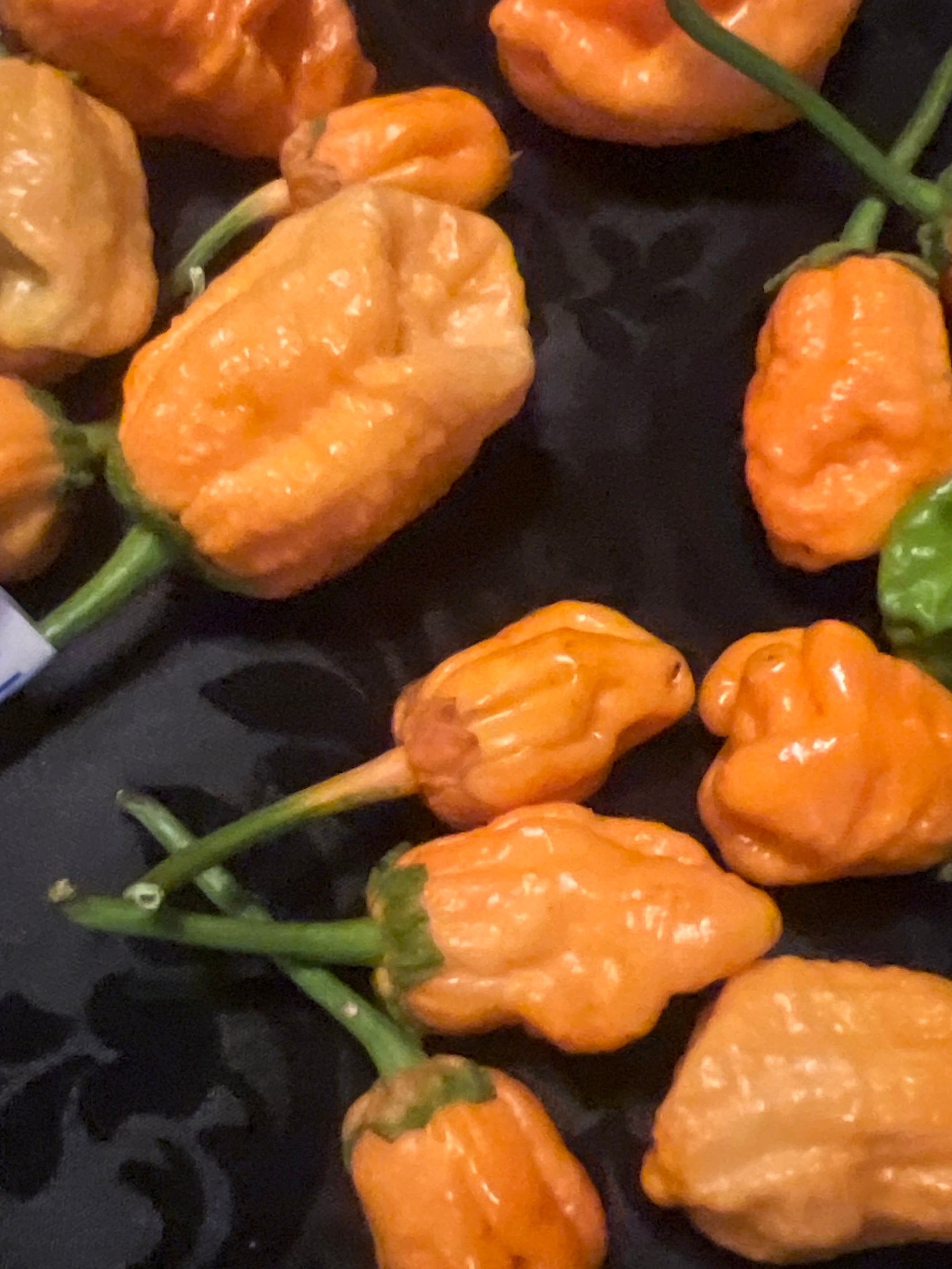 Fresh Bubblegum Peach Pepper (5-Pack)