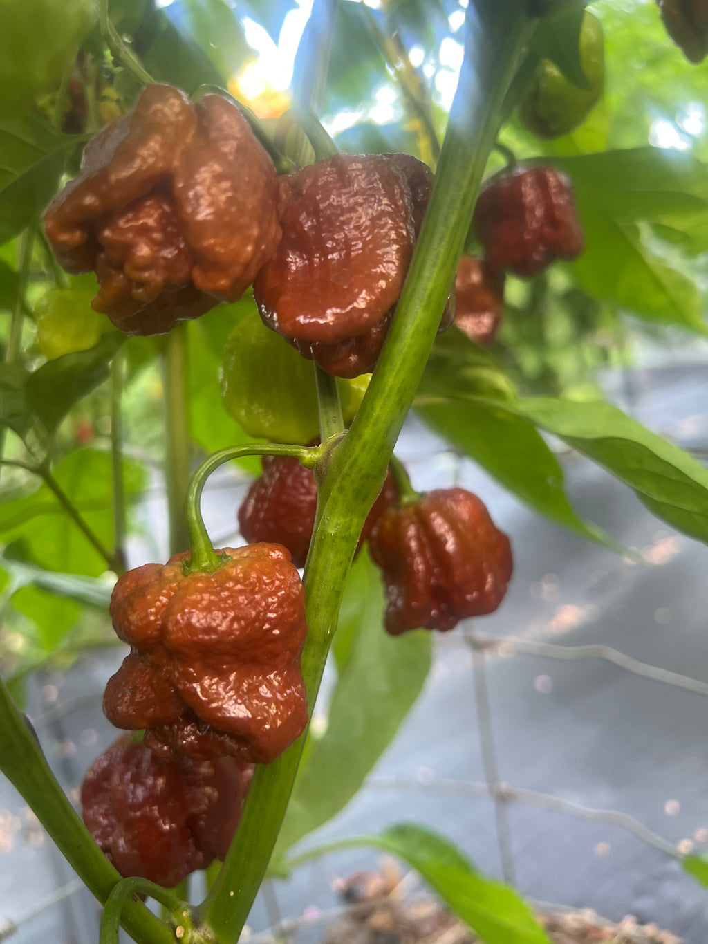 Fresh Chocolate Maruga Peppers (5-Pack)