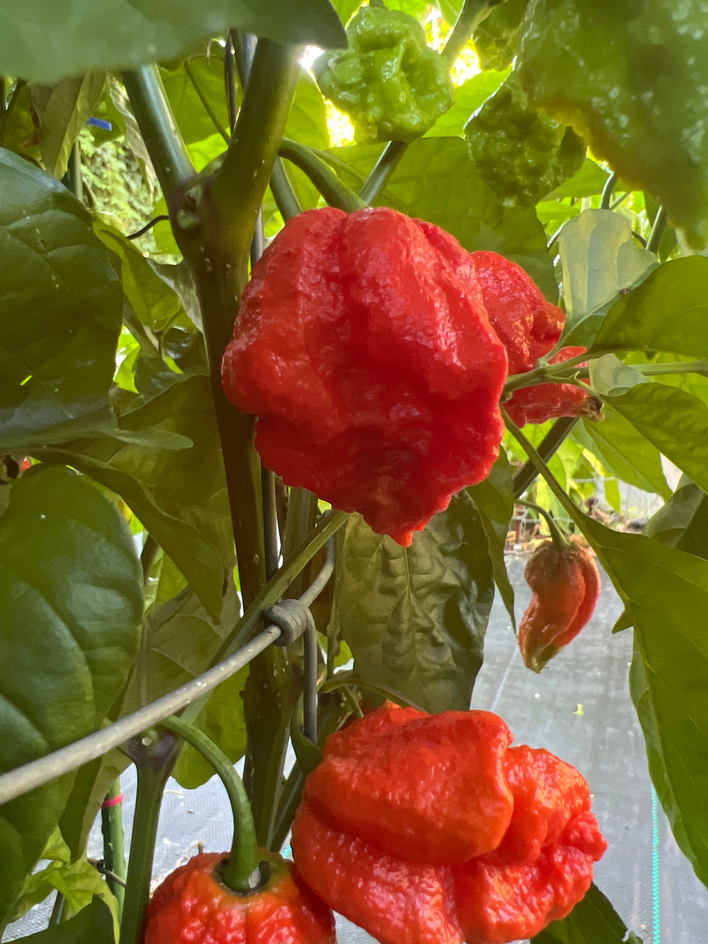 Fresh Apocalypse Scorpion Pepper (5-Pack)