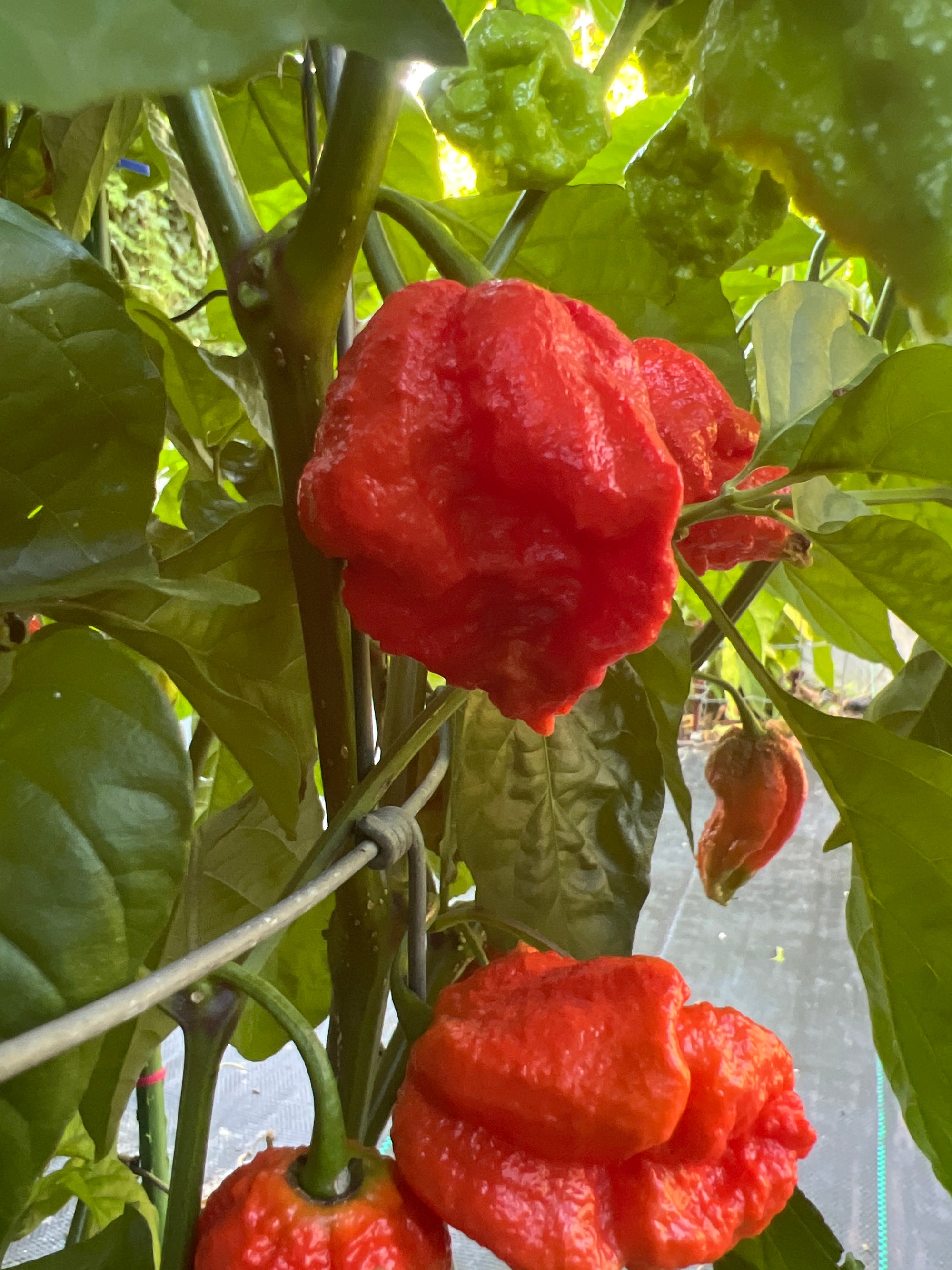 Fresh Apocalypse Scorpion Pepper (5-Pack)