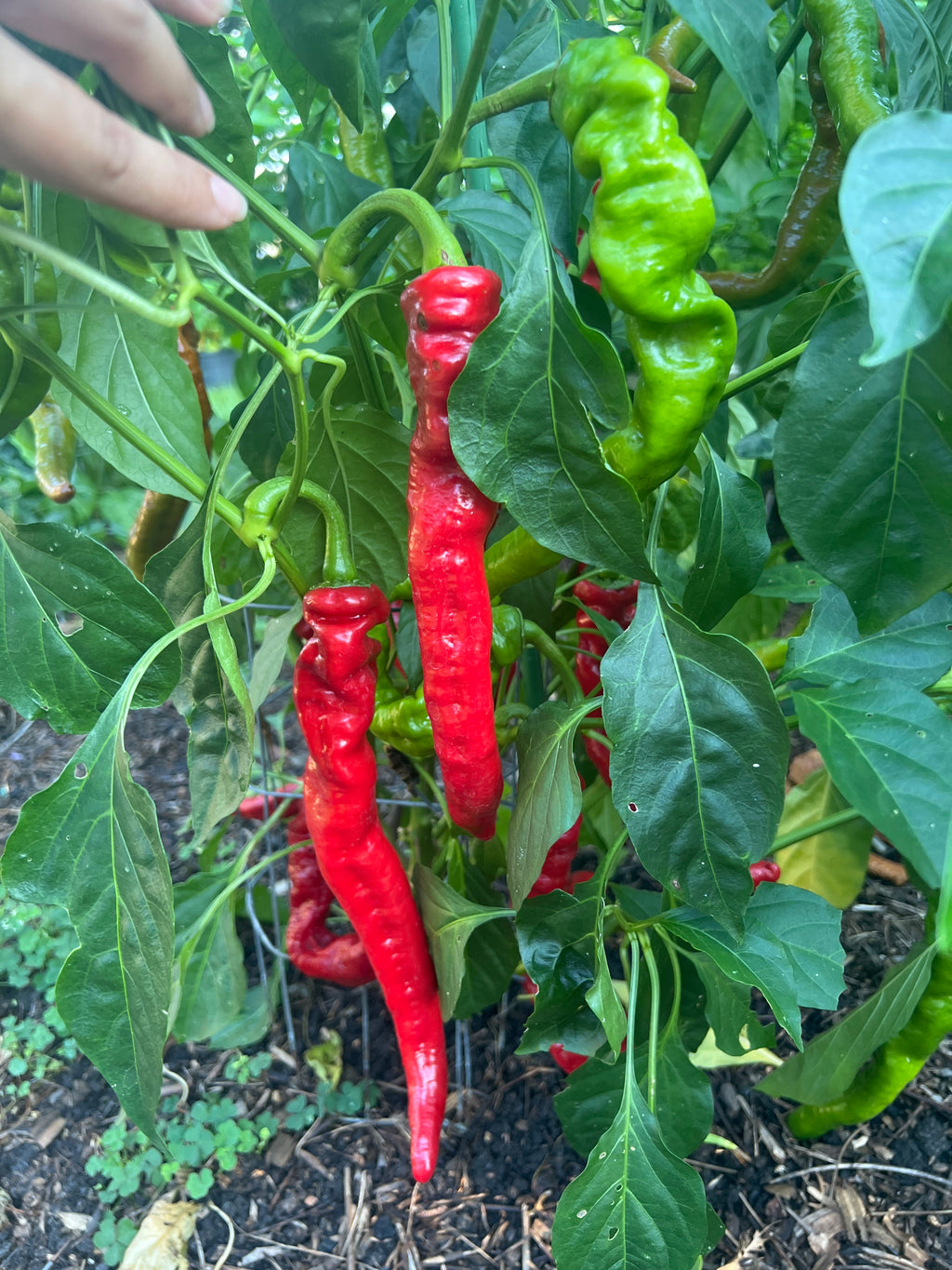 Fresh Cow horn  Peppers (5-Pack)