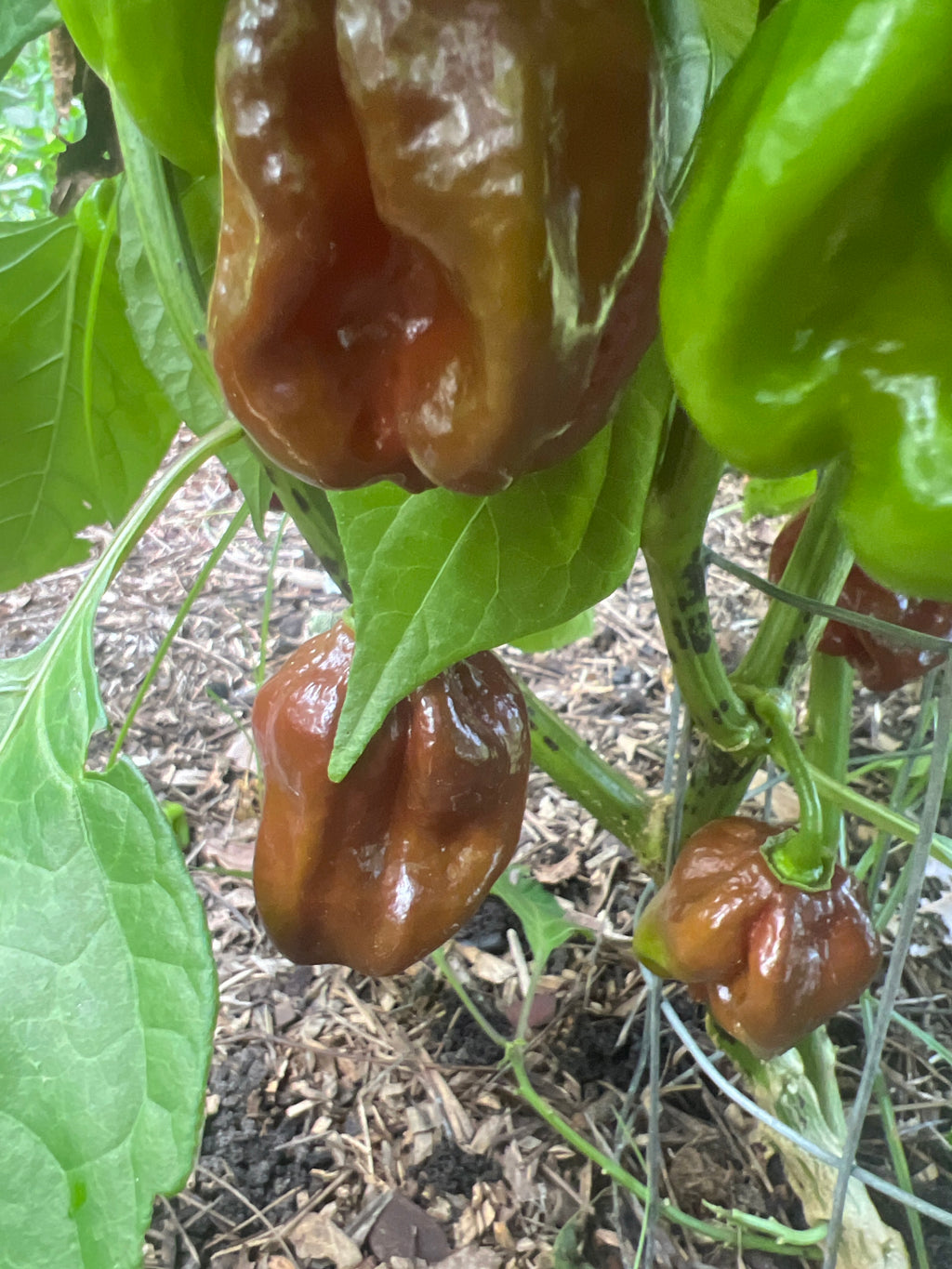 Fresh Chocolate Habanero Peppers (5-Pack)