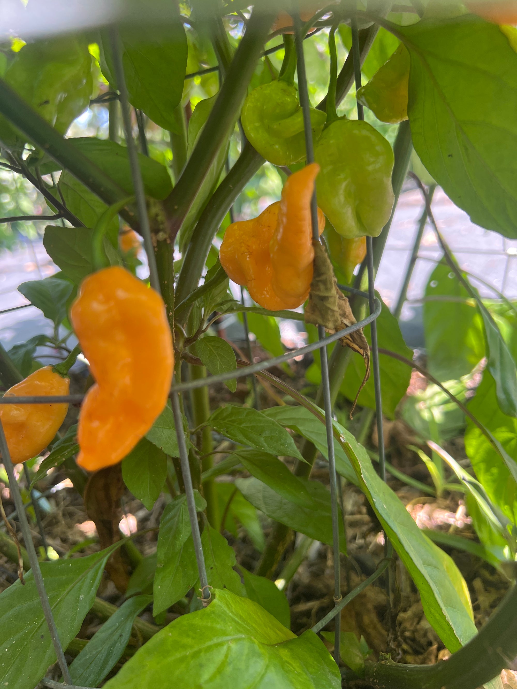 Fresh Orange Hellybean  Peppers (5-Pack)