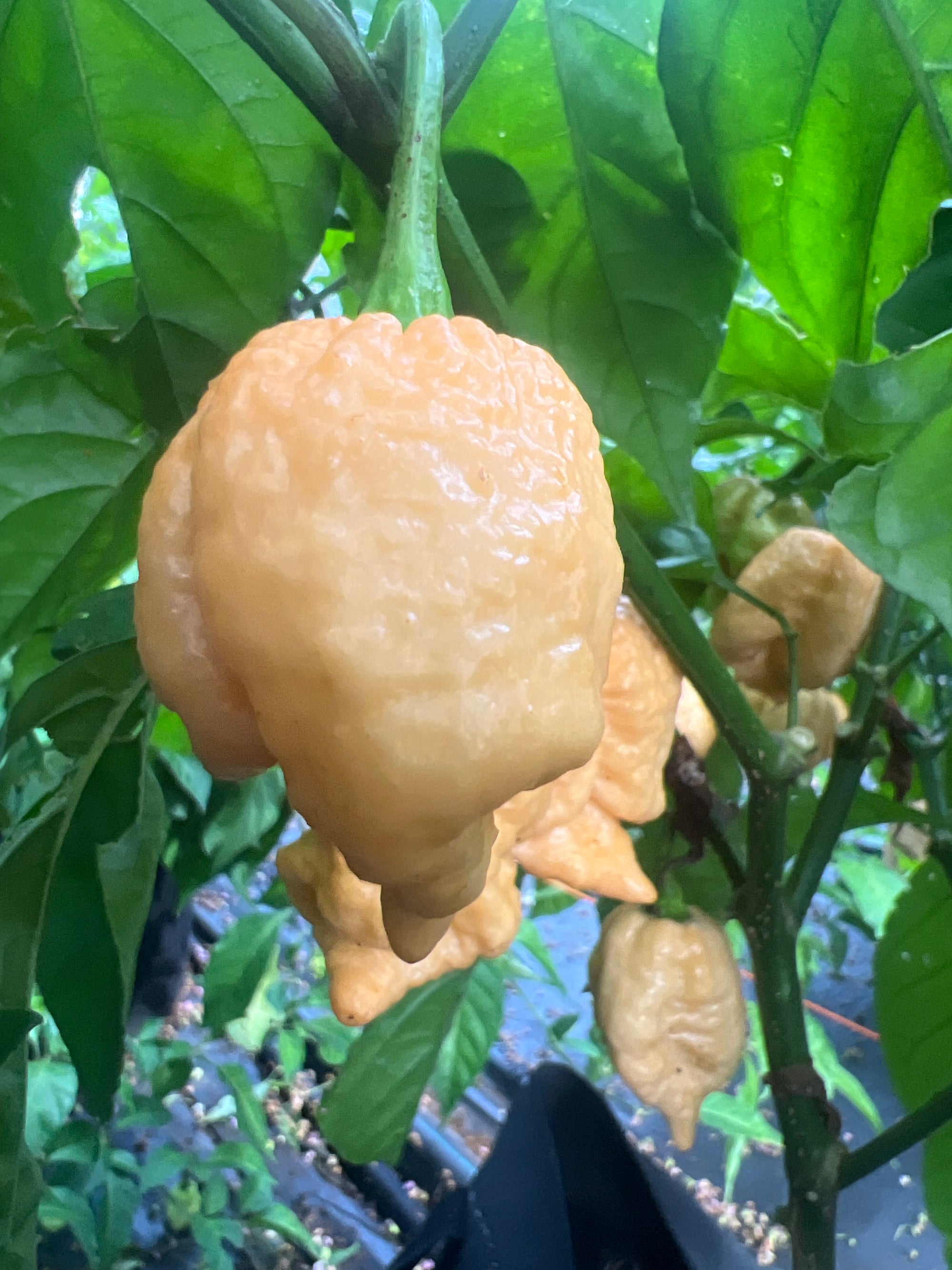 Fresh Brain Collapse Peach Peppers (5-Pack)