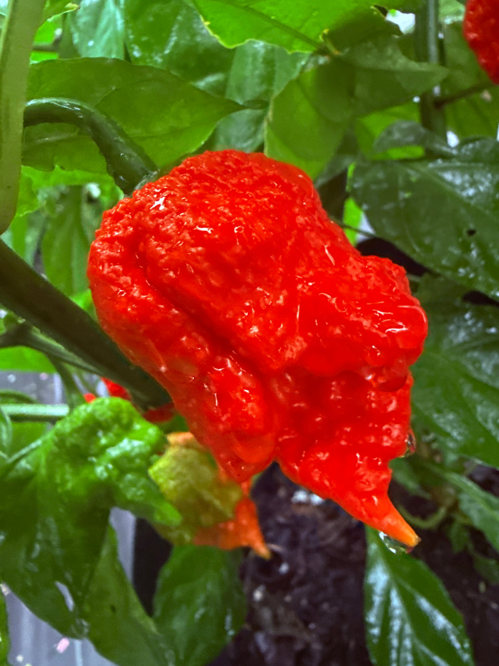 Fresh Zing Pepper (5-Pack)
