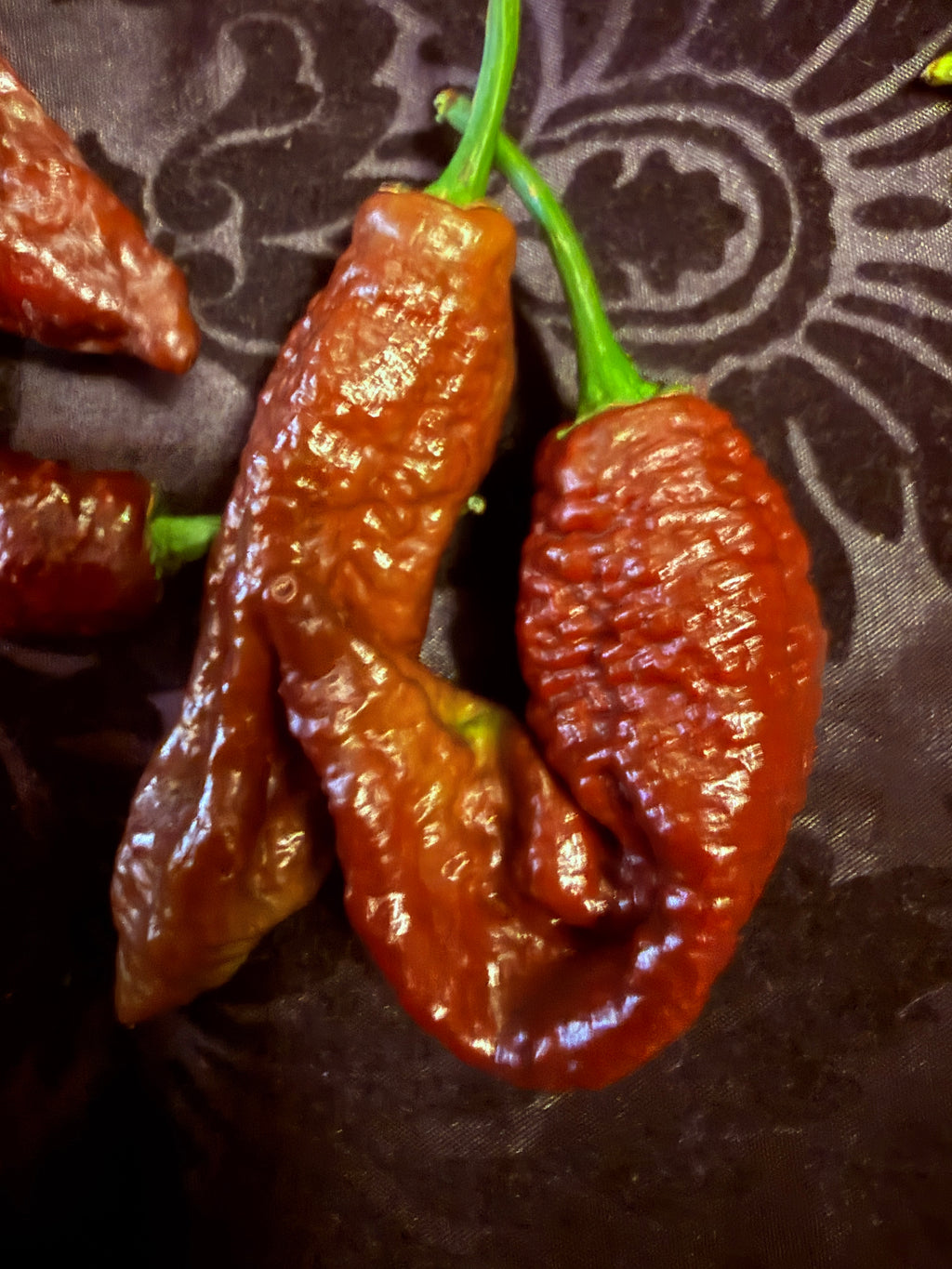 Fresh Chocolate Primotalii Peppers (5-Pack)
