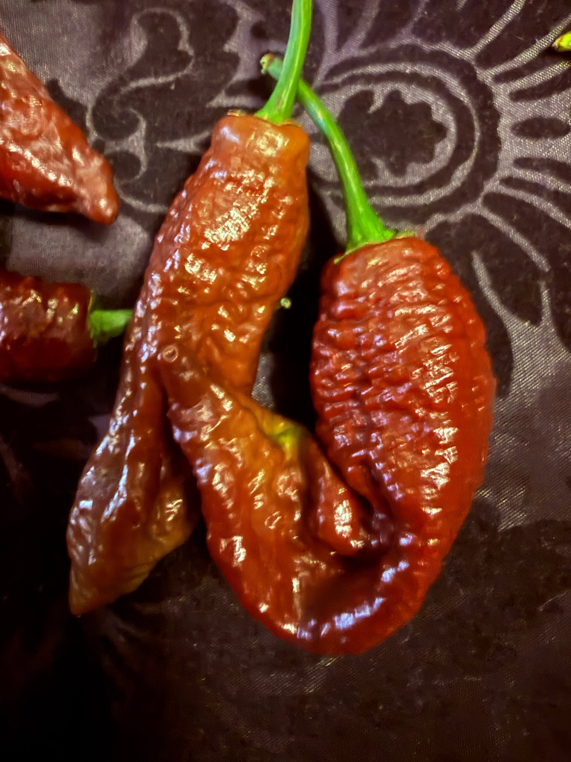 Fresh Chocolate Primotalii Peppers (5-Pack)