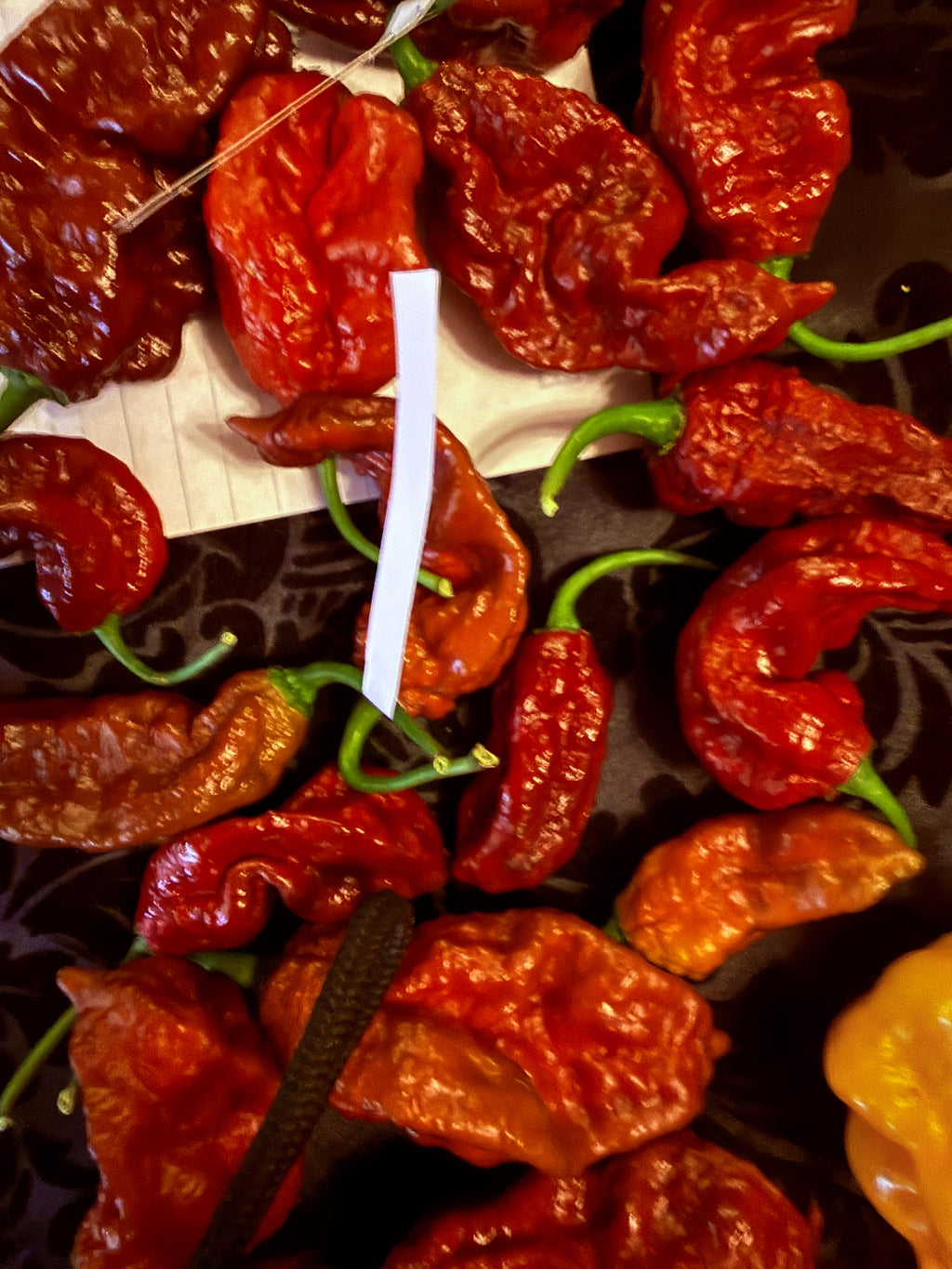 Fresh Choclate Amnesia Peppers (5-Pack)