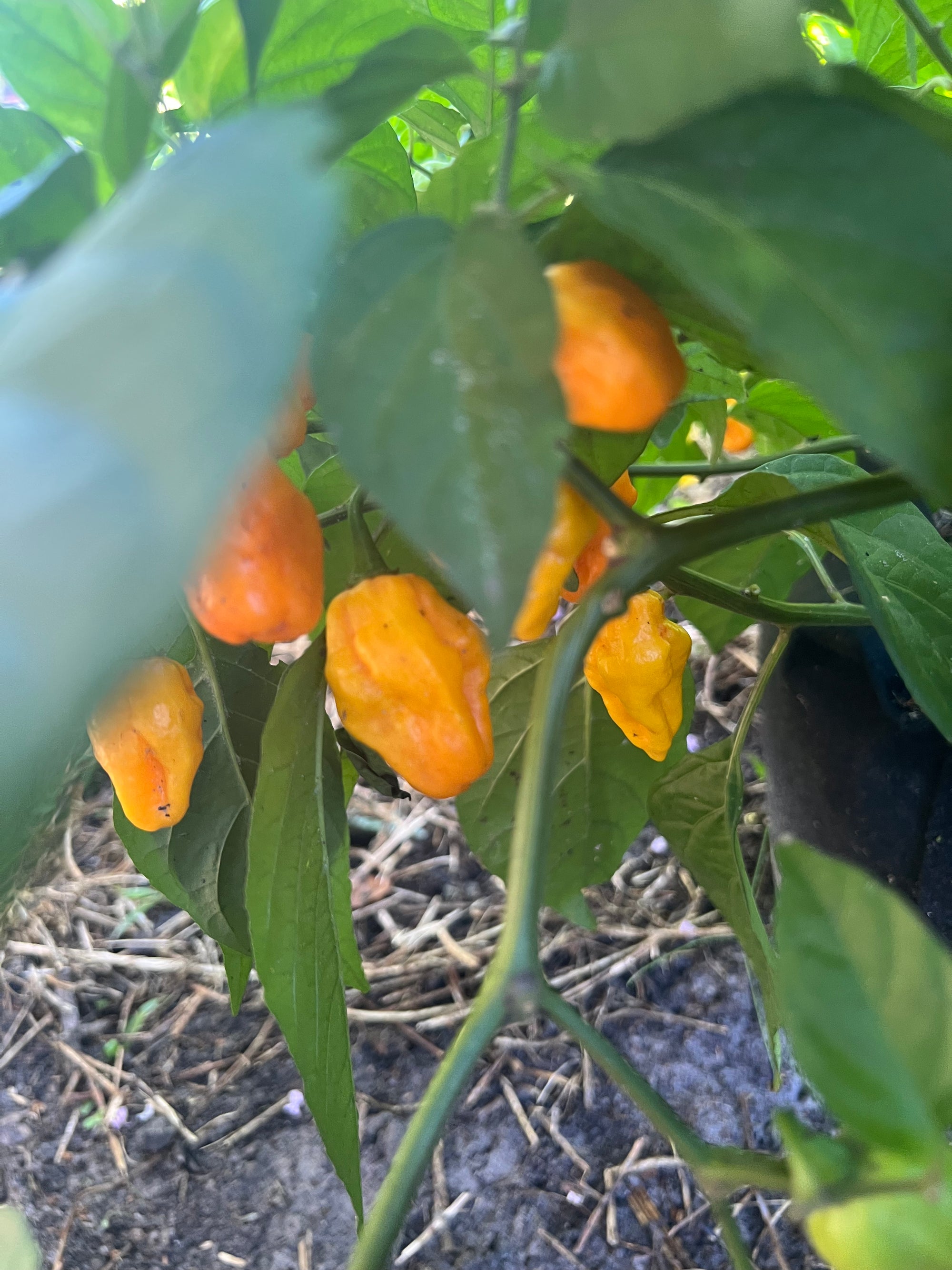 Fresh MA Faces Peppers (5-Pack)