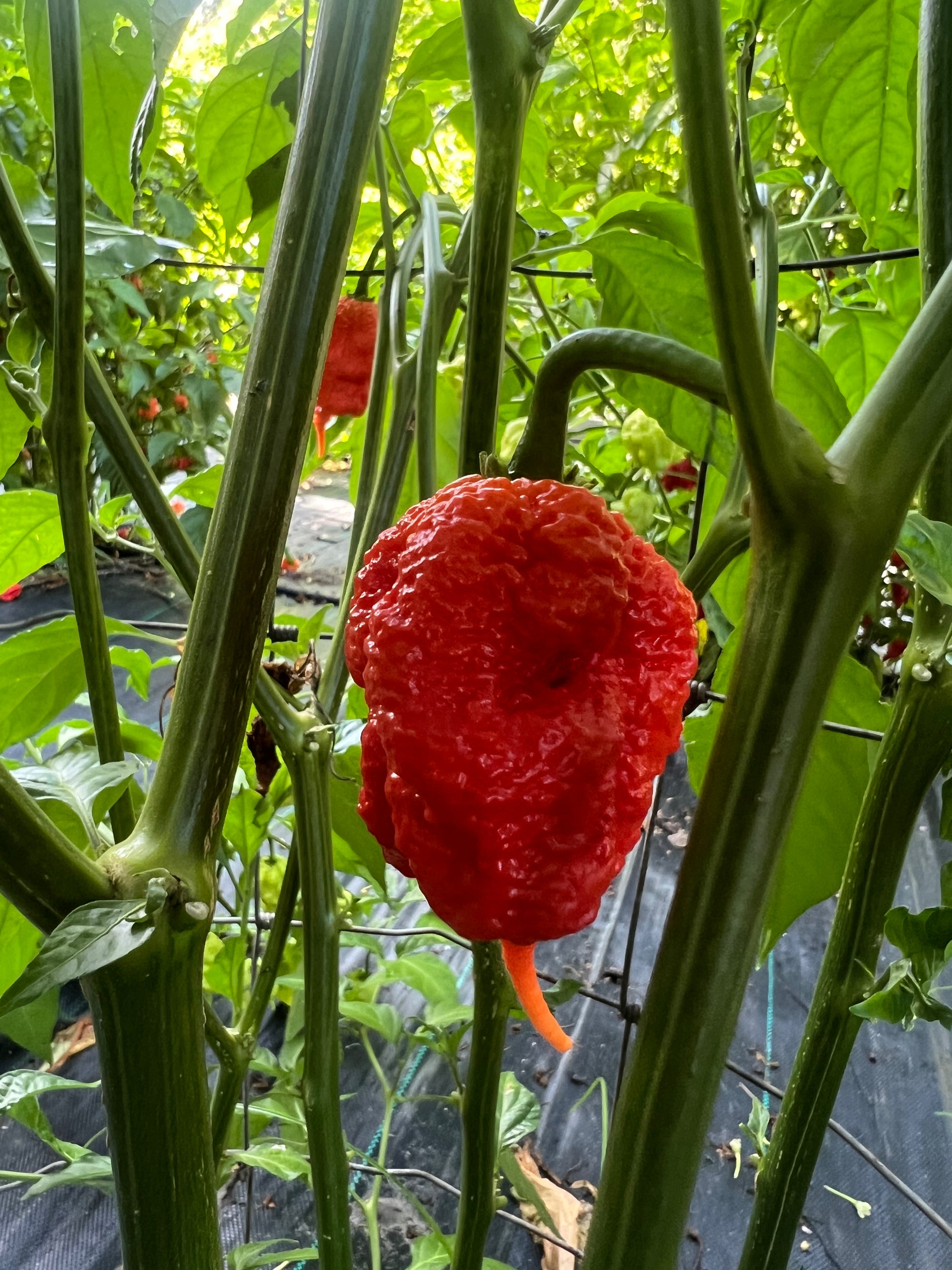 Fresh Tiberius Mawler Pepper (5-Pack)