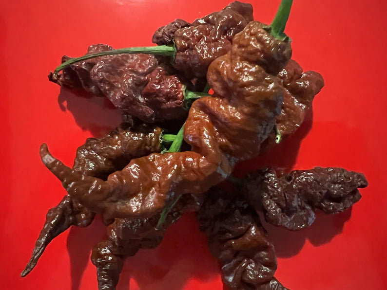 Fresh Chocolate Primotalii Peppers (5-Pack)