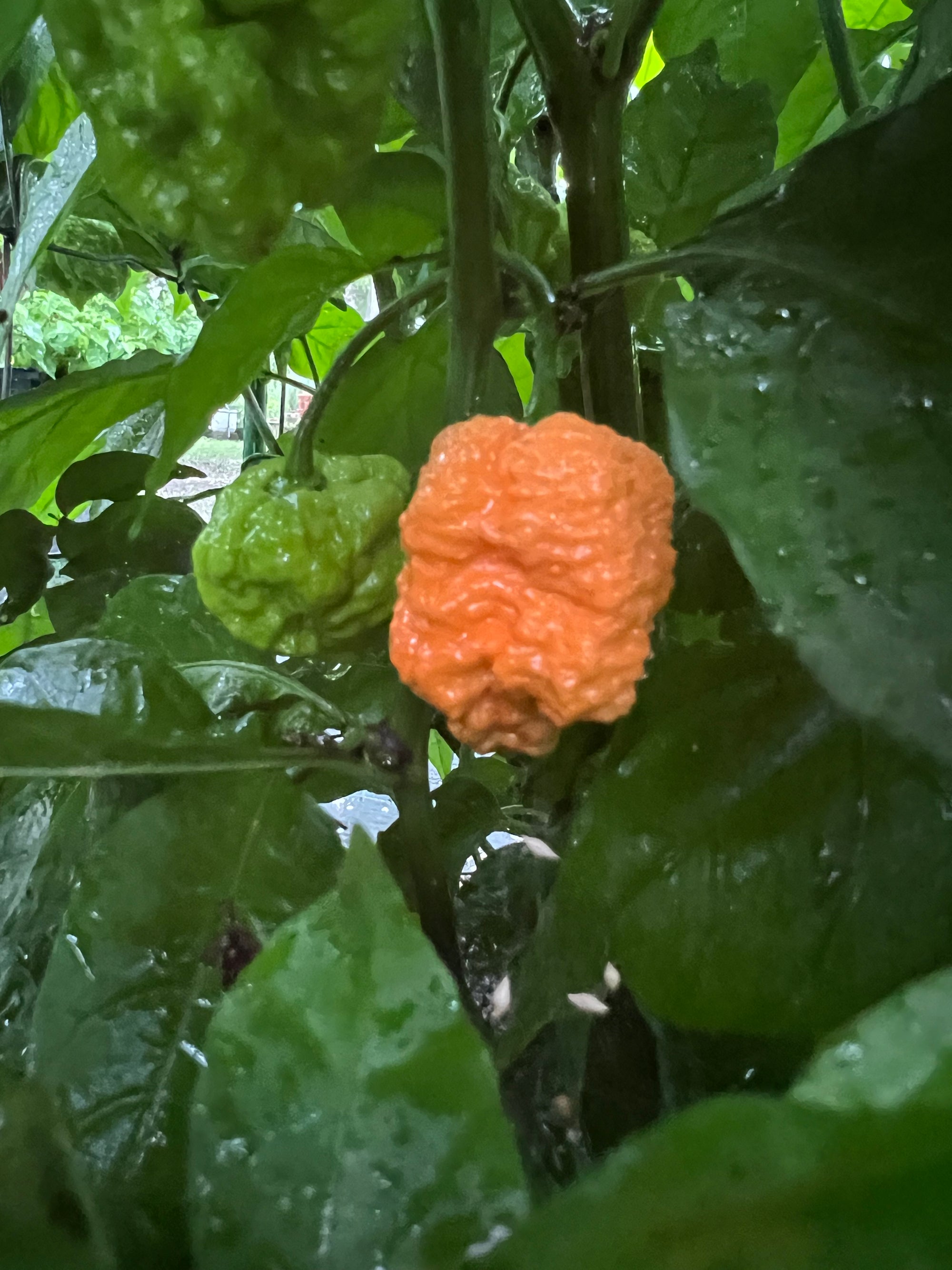 Fresh Fried Chicken Peppers (5-Pack)